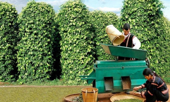 Giá tiêu lên mức 60.000 đồng/kg