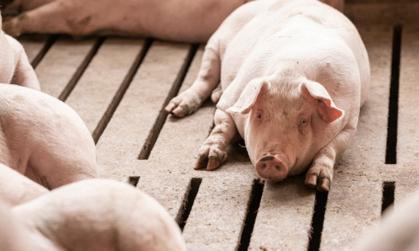 Giá heo hơi được dự báo sẽ ổn định vào ngày mai (9/3)
