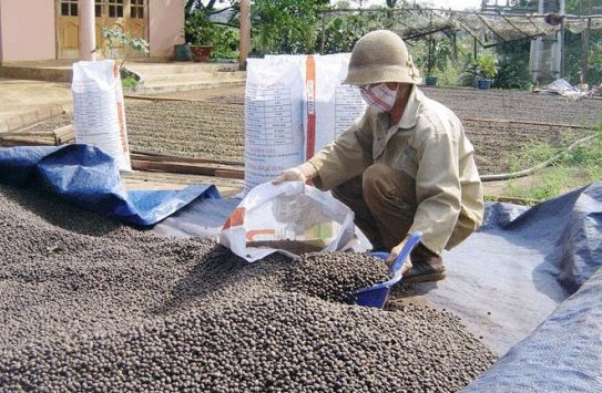 Giá tiêu khả năng đạt 100.000 đồng/kg?