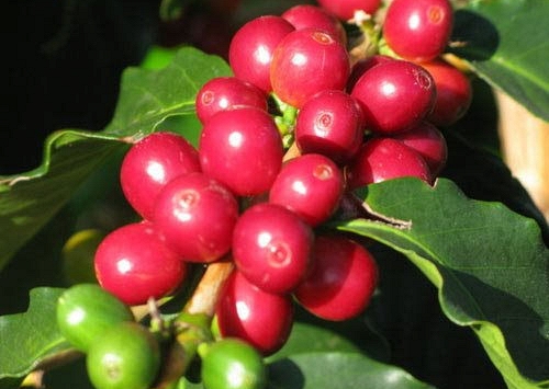 Cà phê Tây Nguyên tăng mạnh 600 đồng/kg