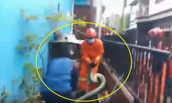 Kịch tính bắt con trăn dài 7m nặng 60kg từ chuồng gà nhà dân