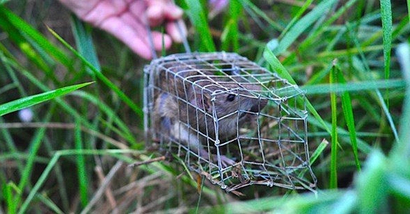 Cần Thơ dự chi gần 30 tỉ đồng để... diệt chuột trong 5 năm