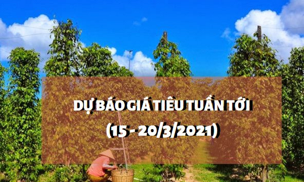 Giá tiêu được dự đoán lên khoảng 80.000 - 85.000 đồng/kg trong thời gian tới