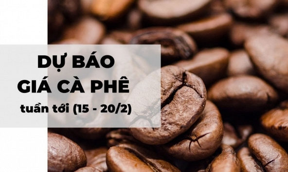 Dự báo giá cà phê tuần tới (15 - 20/2): Gói cứu trợ 1,9 nghìn tỷ USD tiếp tục ảnh hưởng tích cực đến thị trường