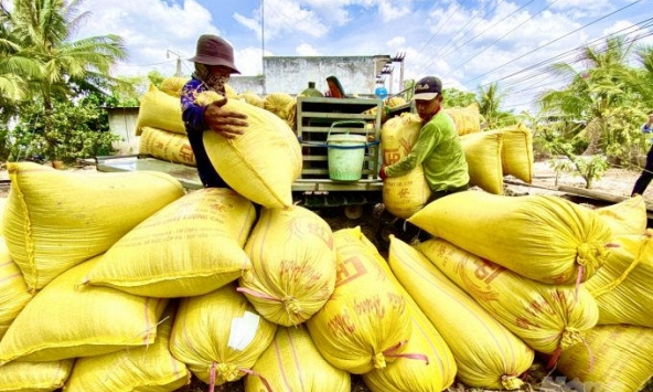 Nhu cầu tăng mạnh, giá lúa gạo trong nước đi lên