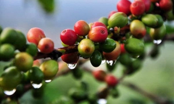 Giá tiếp tục giảm, cà phê Tây Nguyên quanh mức 32.000 đồng/kg