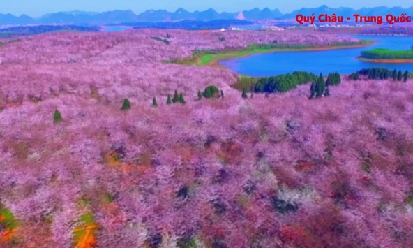 Ngỡ ngàng với vẻ đẹp của 700.000 cây hoa anh đào ở Trung Quốc