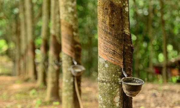 Nhập khẩu cao su Hàn Quốc tăng trong tháng 1/2021