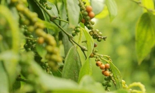 Giá tiêu tiếp tục tăng, áp sát mốc 80.000 đồng/kg