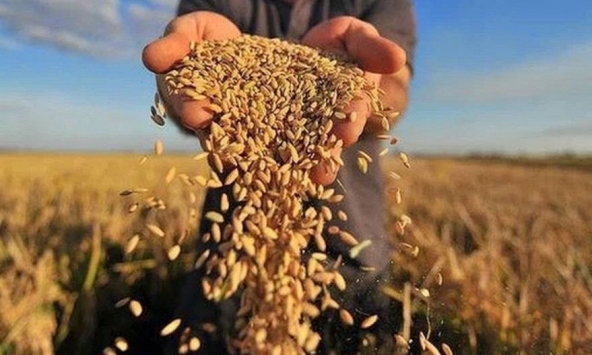 Ấn Độ 'thống trị' thị trường gạo đồ thế giới