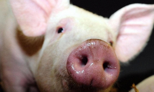 Giá heo hơi giảm đồng loạt