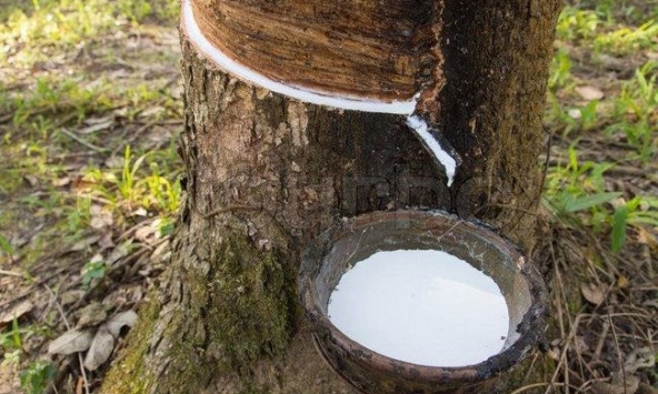 Giá cao su giảm do ảnh hưởng từ lãi suất của Mỹ và giá dầu
