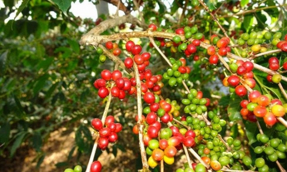 Giá cà phê thấp, nông dân bán mạnh gom tiền trữ tiêu