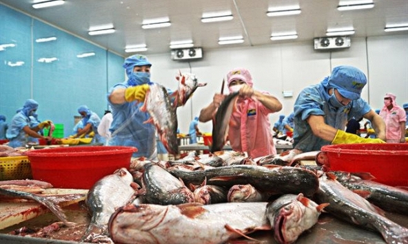 Cá tra xuất khẩu vào Trung Quốc giảm mạnh, vì sao?