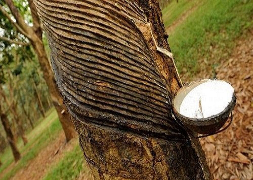 Nguồn cung thấp tại Đông Nam Á ngăn đà giảm giá cao su