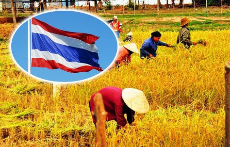 Xuất khẩu gạo Thái Lan được dự báo tăng mạnh