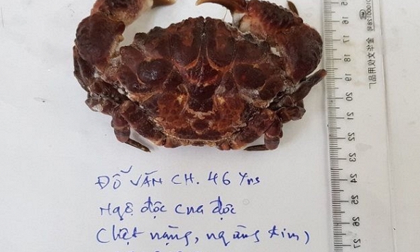 Một người bị hôn mê do ăn cua mặt quỷ