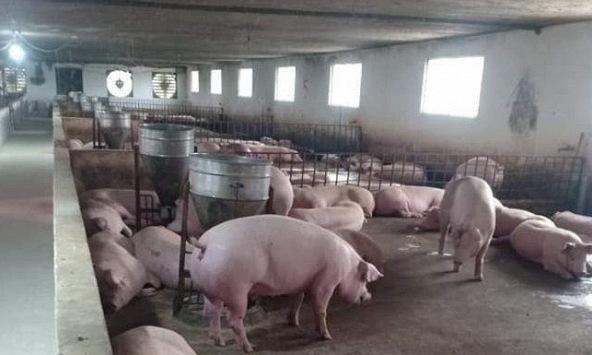 Giá heo hơi miền Bắc tăng cục bộ, miền Nam giảm nhẹ