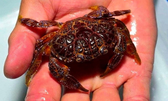 Cua mặt quỷ nguy hiểm như thế nào?