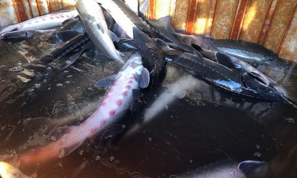 TP.HCM yêu cầu kiểm soát chặt cá tầm Trung Quốc