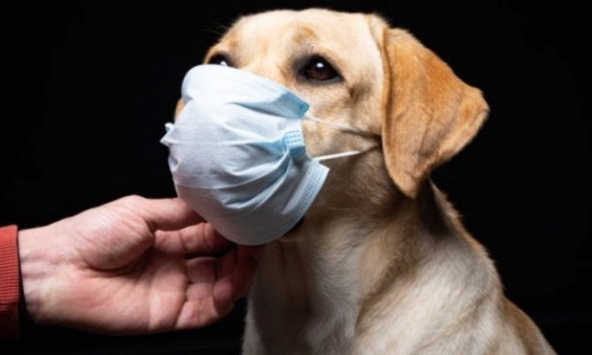 Nga sản xuất vaccine ngừa COVID-19 đầu tiên trên thế giới dành cho thú cưng