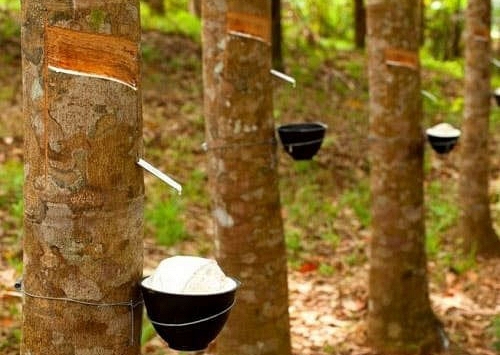 Ước tính xuất khẩu cao su Việt Nam tháng 3/2021 tăng mạnh