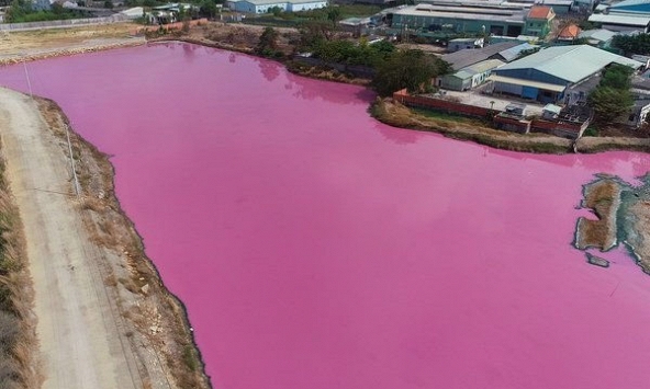 Doanh nghiệp xả thải vượt quy chuẩn ra đầm nước đổi màu tím ở Bà Rịa – Vũng Tàu