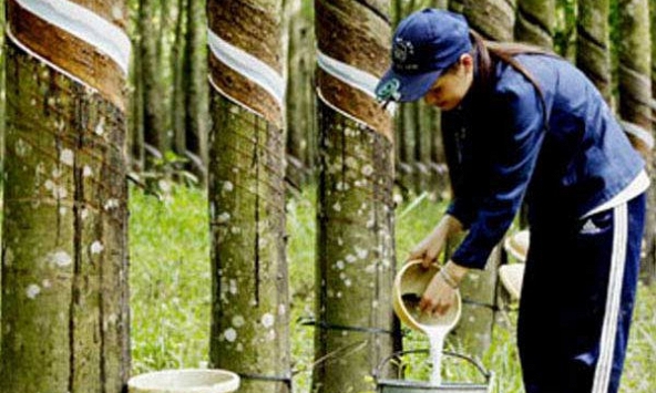 Tiêu thụ cao su toàn cầu tăng mạnh