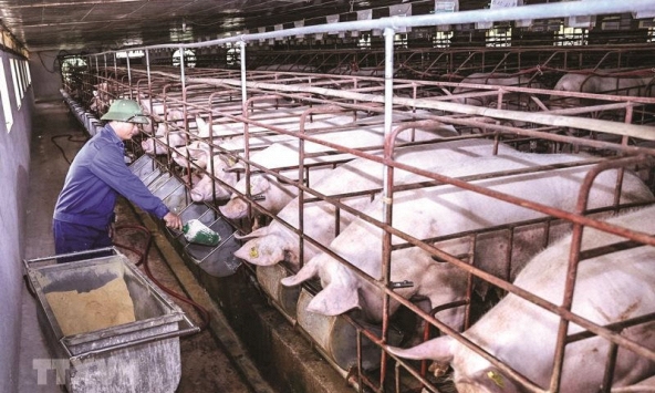 Thịt nhập khiến giá heo hơi trong nước ảm đạm