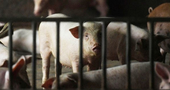 Giá heo miền Bắc tăng nhẹ 