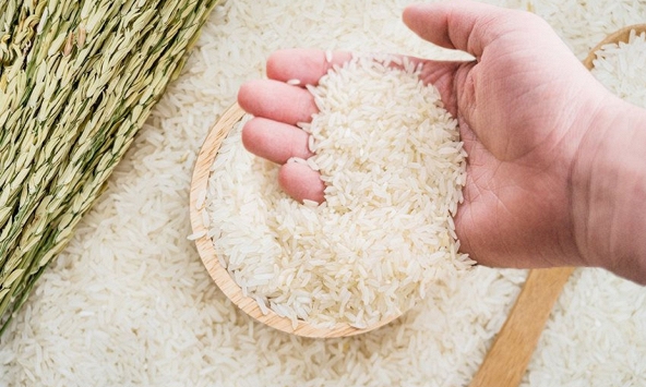 Giá gạo xuất khẩu của Việt Nam cao hơn 5 USD so với tuần trước