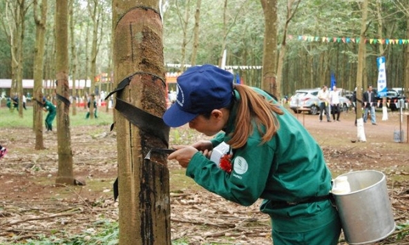 Tiêu thụ cao su toàn cầu trong tháng 2 tăng mạnh
