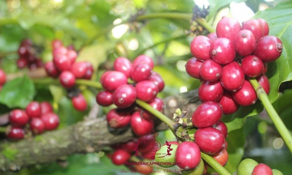 Cà phê Tây Nguyên tăng 100 đồng/kg, Đắk Lắk có giá cao nhất