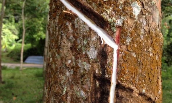 Giá cao su châu Á tăng nhẹ