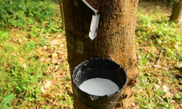 Áp lực từ giá dầu và USD khiến giá cao su giảm mạnh