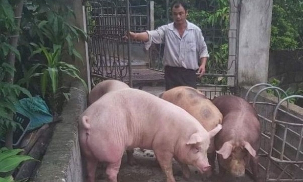 Giá thức ăn chăn nuôi tăng mạnh giữa lúc giá heo hơi ‘đứng yên’