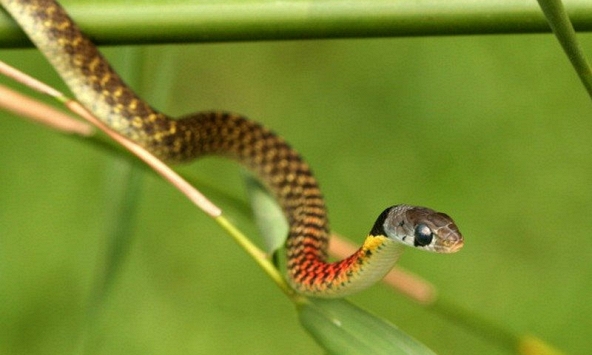 Rắn 'kiểng' cắn chết bé gái ở Đồng Tháp