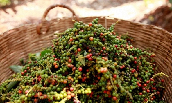 Giá tiêu trong nước tăng 500 đồng/kg, tiêu thế giới giữ ở mức cao