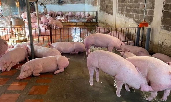 Giá heo hơi tiếp tục xu hướng giảm trên diện rộng