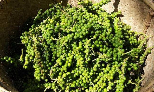 Giá tiêu trong nước giảm 500 đồng/kg, Ấn Độ tiếp tục tăng cao