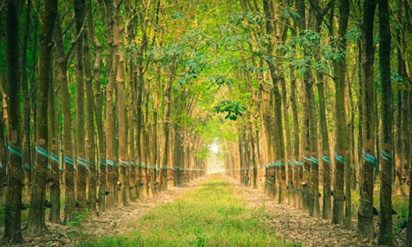 Sản xuất ô tô gặp khó, giá cao su châu Á tiếp tục giảm