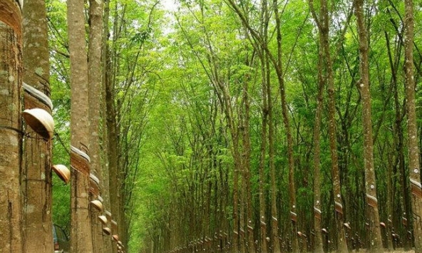 Giá cao su giữ đà giảm khi thị trường ảm đạm