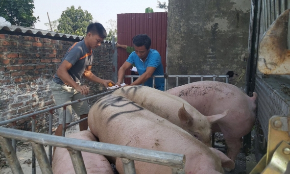 Đà giảm giá heo hơi miền Bắc chậm lại