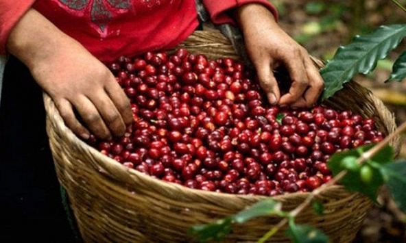Cà phê Tây Nguyên giảm 100 đồng/kg vào cuối tuần