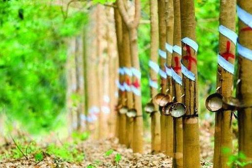 Xuất khẩu cao su Việt Nam tháng 3/2021 tăng mạnh
