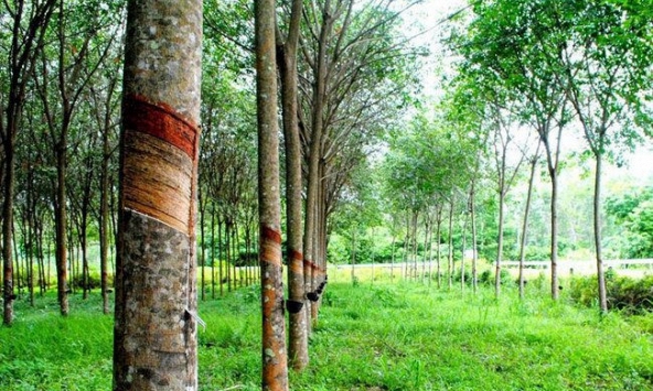 Giá cao Nhật Bản đang ở mức thấp nhất trong vòng 2 tháng qua