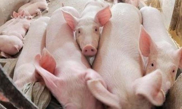 Giá heo hơi quý đầu năm 2021 giảm đến 4.000 đồng/kg