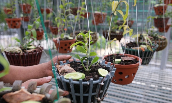 Cục Trồng trọt cảnh báo về lan đột biến