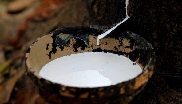 Sản xuất cao su Nhật Bản dự kiến phục hồi chậm