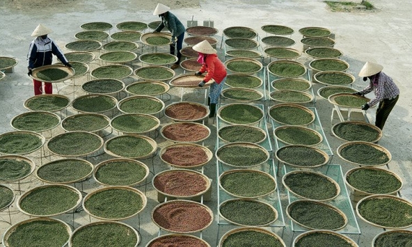 Giá tiêu đầu tuần đi ngang